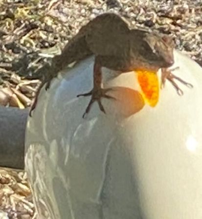 Brown Anole